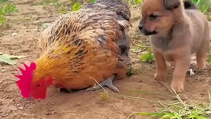 На это можно смотреть ВЕЧНО! Смешные Кошки и Собаки! 😂😂😂 #Shorts