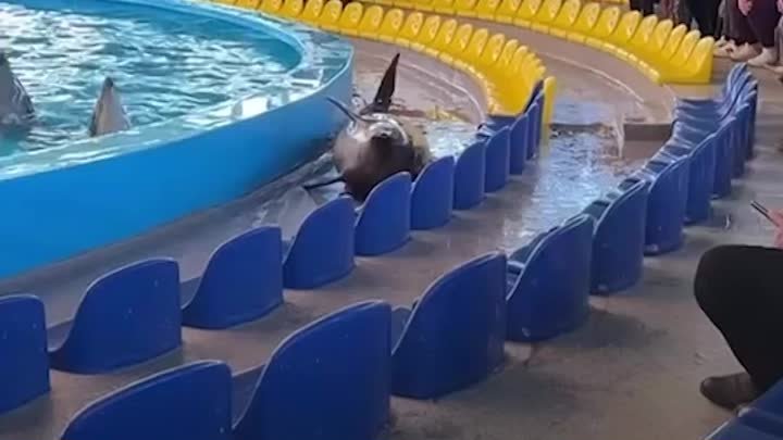 «Мужики, давайте!»: Спасение дельфина.