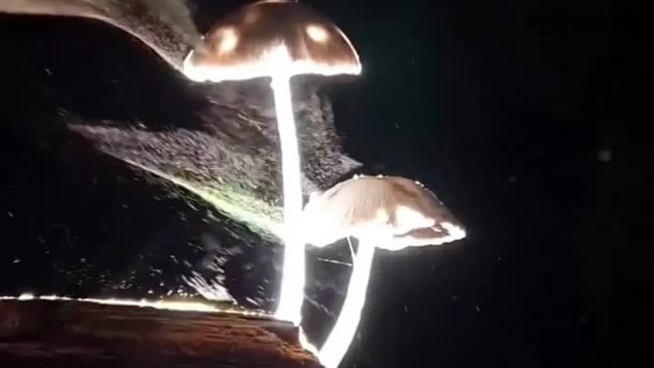 Как выглядит размножение грибов