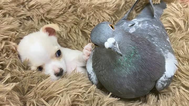 Крошечная собачка и голубь образуют невероятную дружбу.