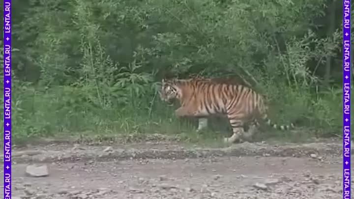 Тигрица с тигрятами в Приморье