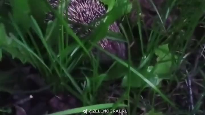 Животные в Зеленограде -  ежик в траве