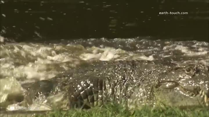 Эта Река в 100 Раз Опаснее Амазонки