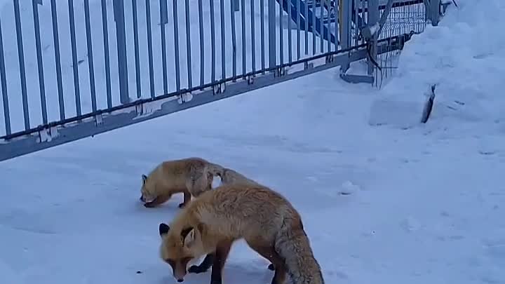 лисицы делят угощение