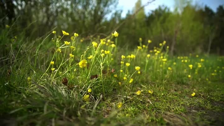 30 лет не могла вылечить грибок. Помогло только это средство!