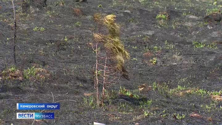 В Кузбассе из-за сухой травы чуть не загорелись жилые дома