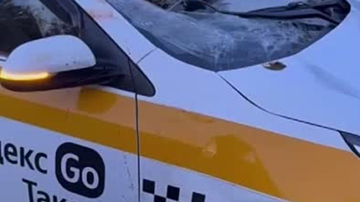 На дороге Дубна – Дмитров водитель такси сбил лосиху