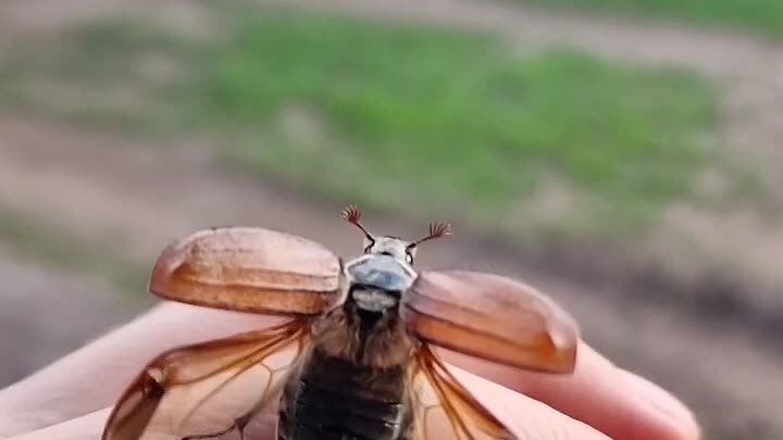Майский жук в Бузулукском бору