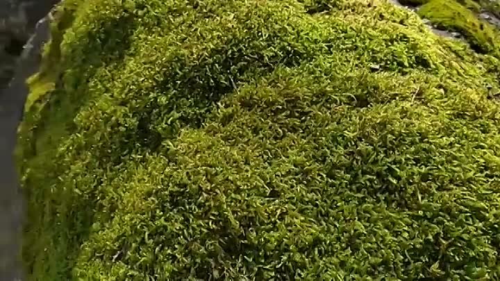 Тамарикс в ландшафте сада.Обрезка и формировка кроны
