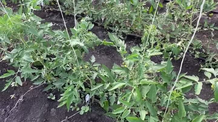 Скручивание листьев томата. Причины и решения проблемы