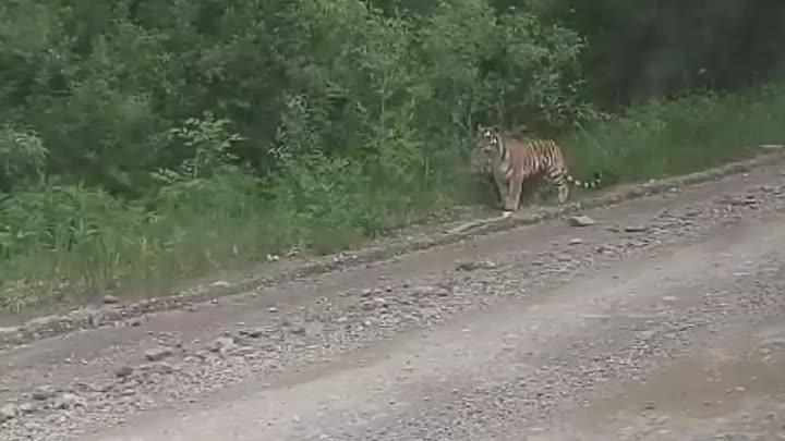 Тигры в Приморье
