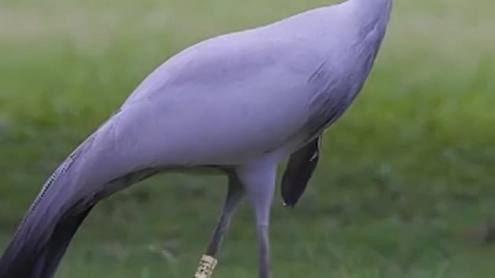 Перед Вами Синий журавль