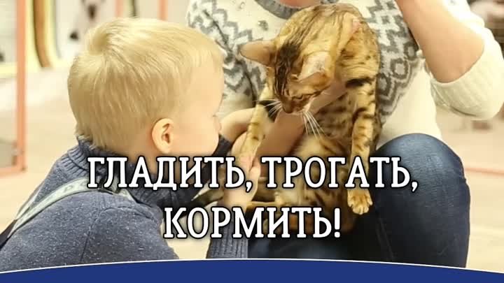 Федерация кошек ТЦ Гранд (Щекино)