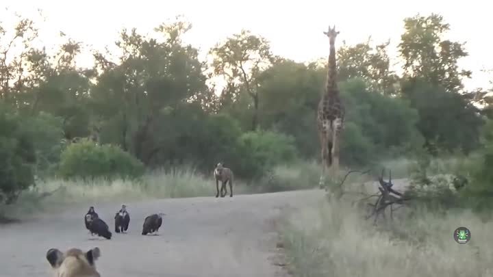 Необычная встреча в Африке