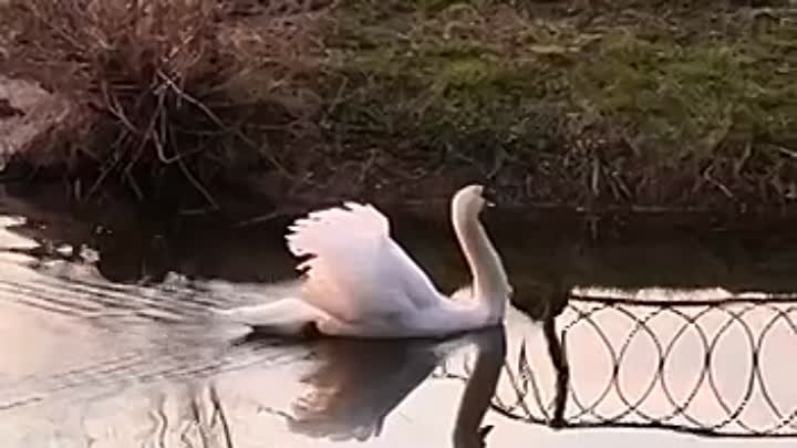 лебеди в Ивановке