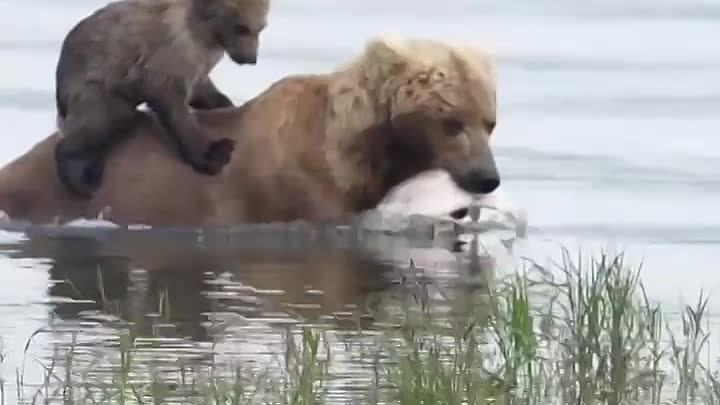 Медвежонок сидит на спине у матери, когда они пересекают холодную ре ...