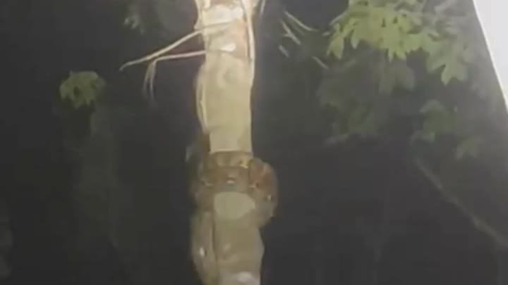 Как змеи забираются на деревья