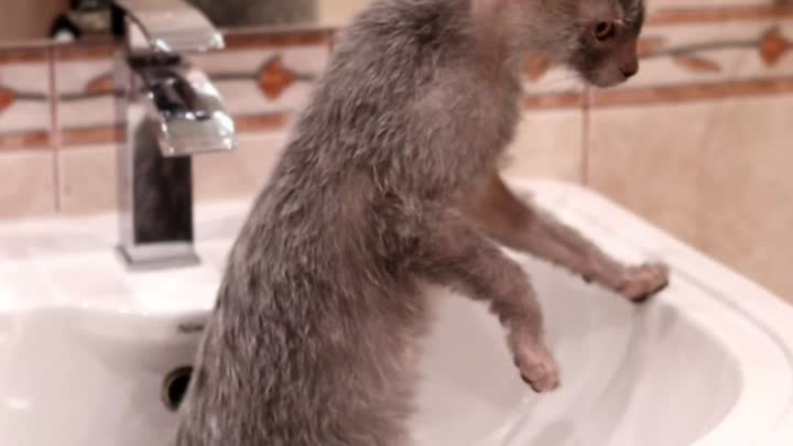 Любопытный котик в ванной