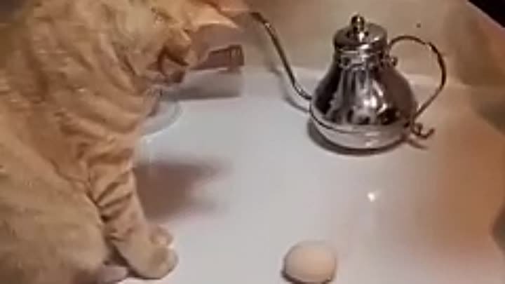 Кот и Яйцо