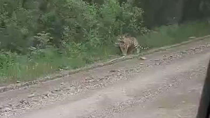 Встреча с амурской  тигрицей с тигрёнком на дороге в Приморском Крае