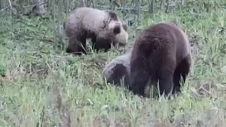 Семья медведей гуляет в Нижне-Свирском заповеднике