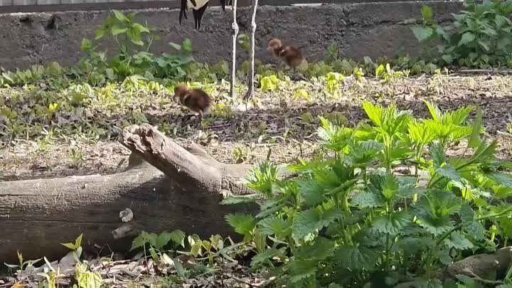 У семьи японских журавлей в ивановском зоопарке появились птенцы