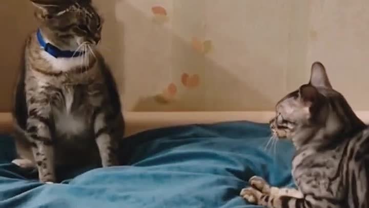 Второй явно в шоке 🙀 🤣 #fannycat #cat #cute #funny #kitten #catsho ...