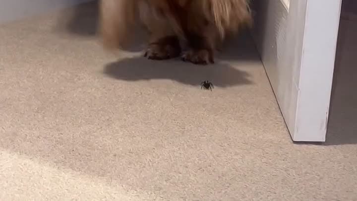 Страшный паук!