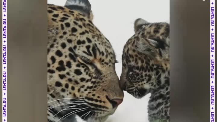 Поцелуй мамы-леопарда
