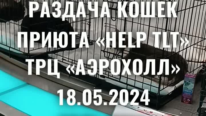 Выставка раздача кошек. 18.05.2024. Приют «HELP TLT». Тольятти.mp4