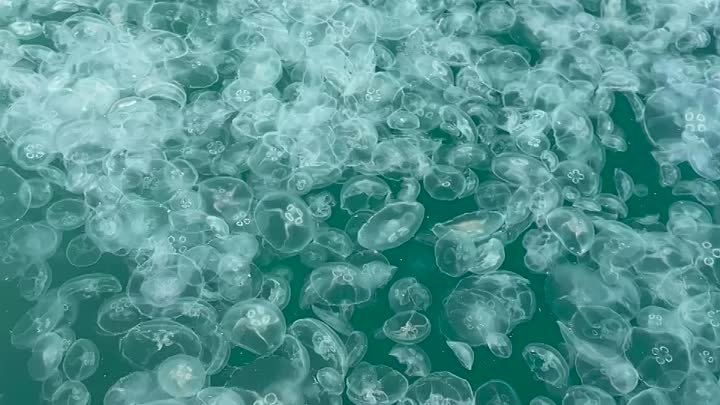 Море превратилось в кисель из-за нашествия медуз в Анапе