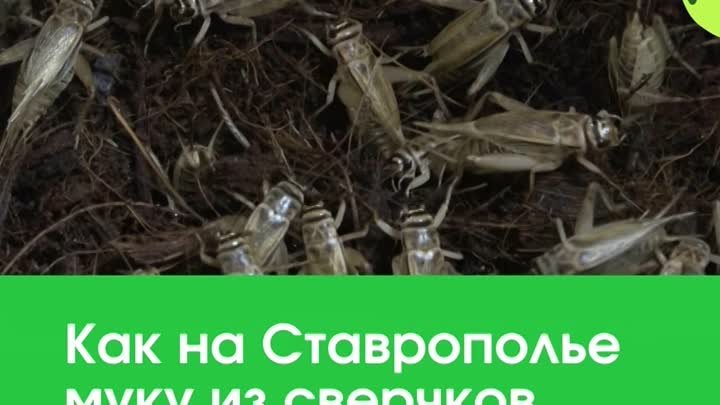 Как на Ставрополье муку из сверчков производят