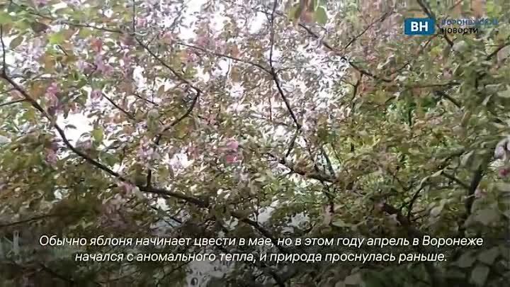 В Воронеже в апреле зацвела декоративная яблоня