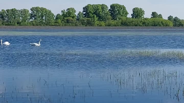 Белые лебеди прилетели в Оренбуржье