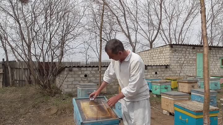 Как разогреть мед в сотах перед постановкой в улей