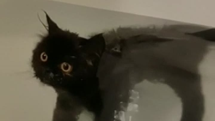 котик в ванне