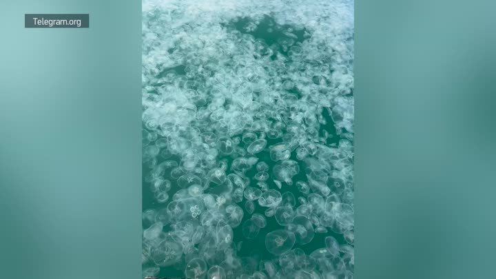 Нашествие медуз в Анапе: море стало похоже на желе