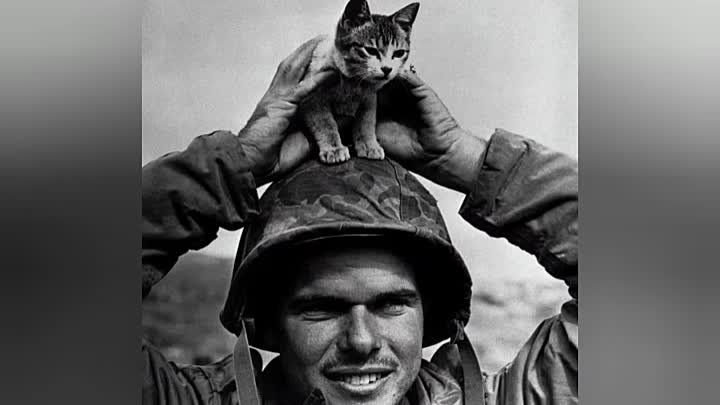 Как кошки помогали людям во время Великой отечественной войны 🙏❤️