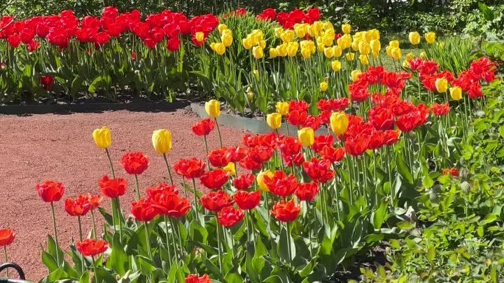 По-настоящему яркие, красивые и нежные весенние цветы в Нижнем парке ...