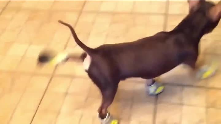 Собака учится ходить в обуви!