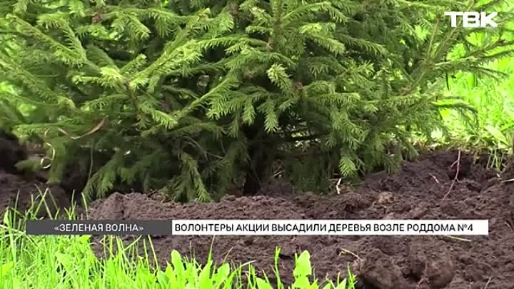 Волонтеры высадили десятки деревьев возле красноярского роддома №4