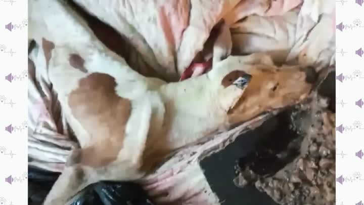 Чудесное восстановление собаки питбуля, брошенной без прогулки в канаве