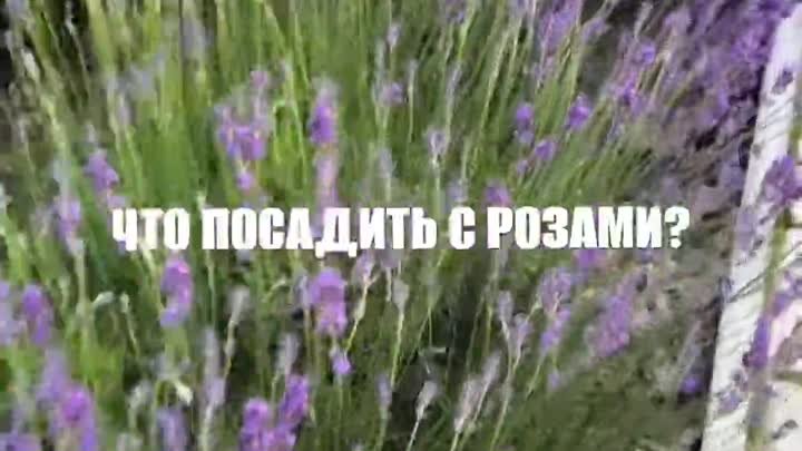 Компаньоны для роз 🌹