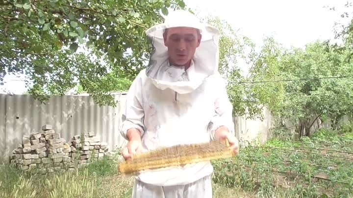 Пчелы разгрызли маточники. Вощина стала преградой для полноценной ра ...