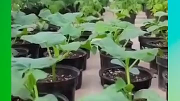 Можно ли посадить огурцы и помидоры в одной теплице