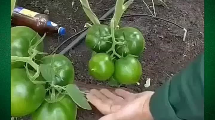 Как вырастить вкусные сладкие томаты