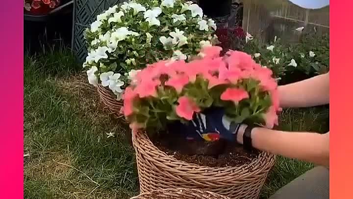 Как пересадить цветы в кашпо