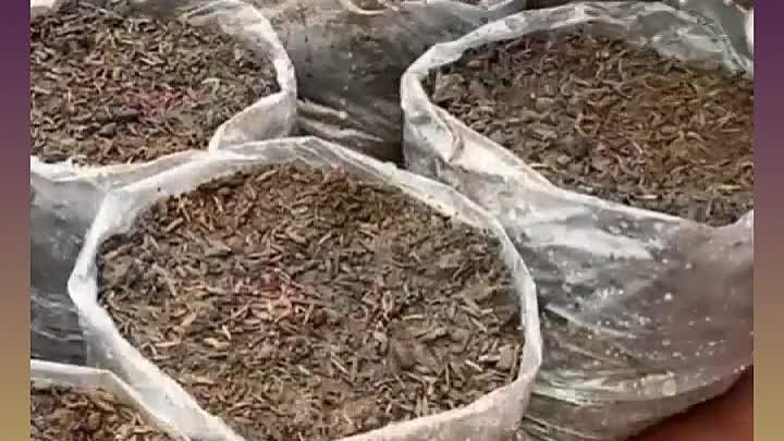 Выращивание моркови в пакетах