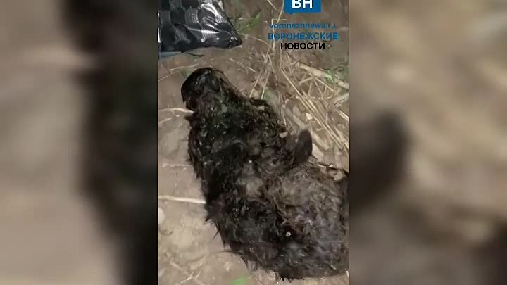 Жители Придонского умоляют помочь в поиске живодера, убивающего котиков