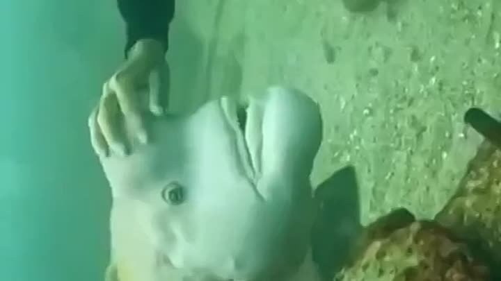 Необычная дружба у необычной рыбы